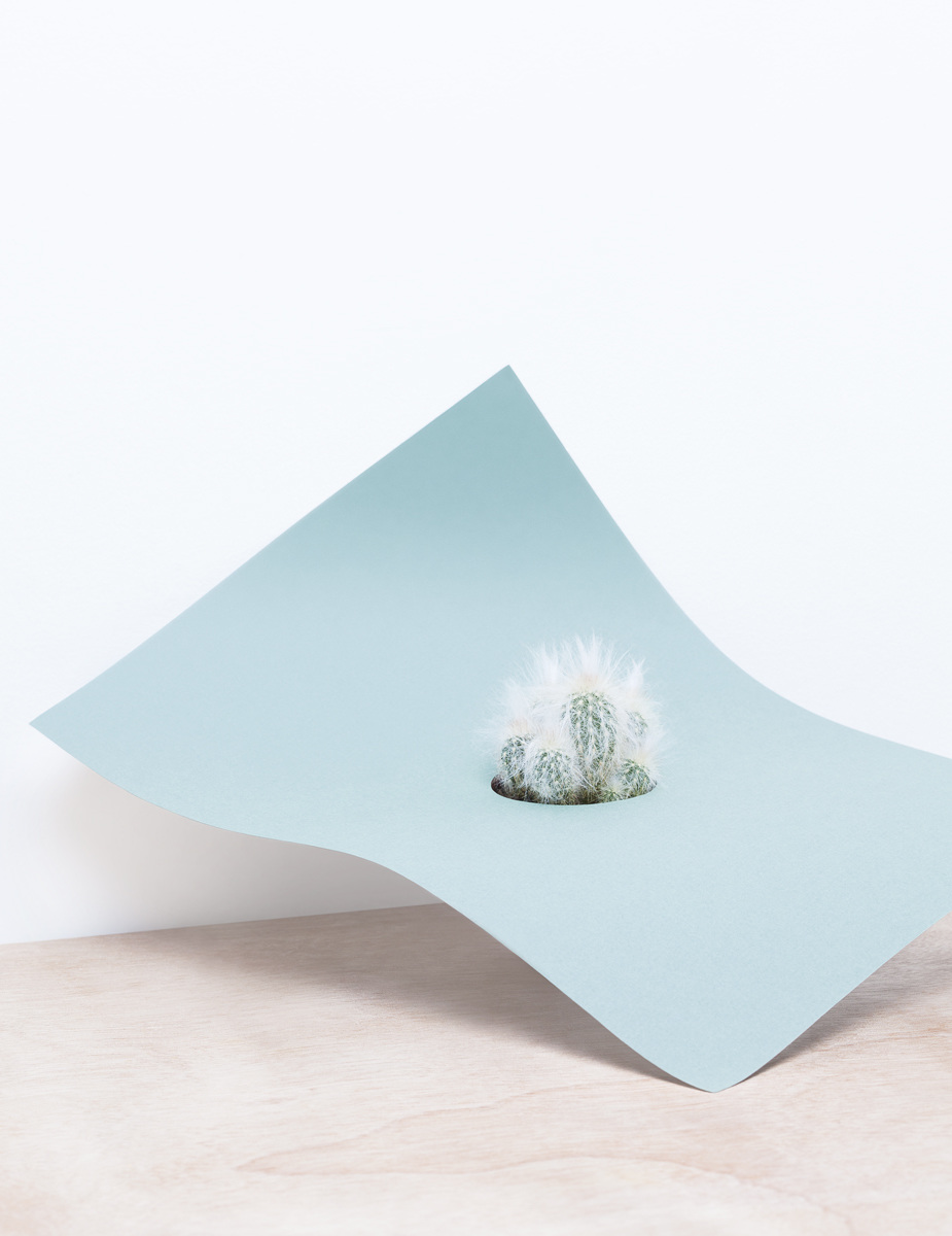 'paper/plant’ photography series