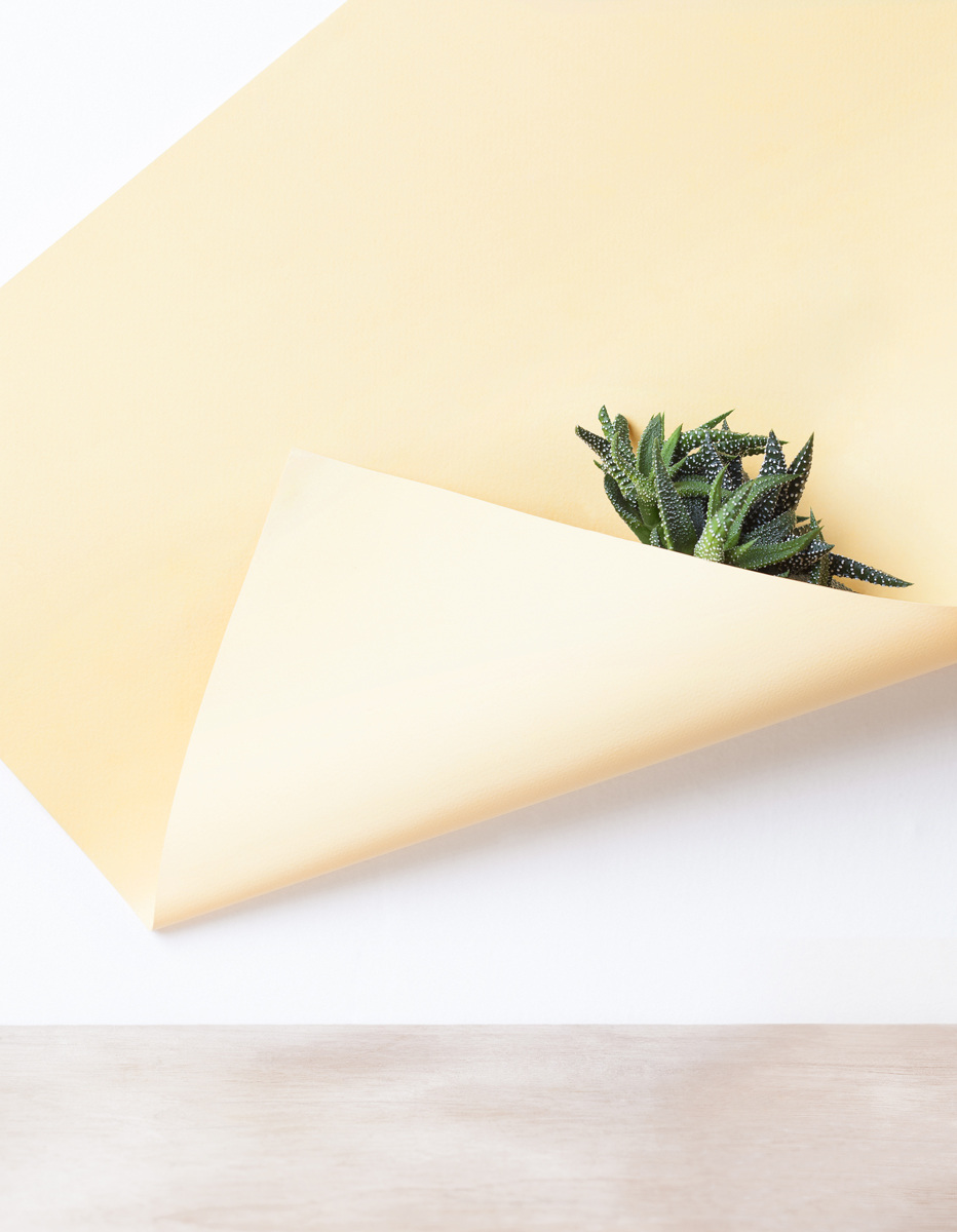 'paper/plant’ photography series