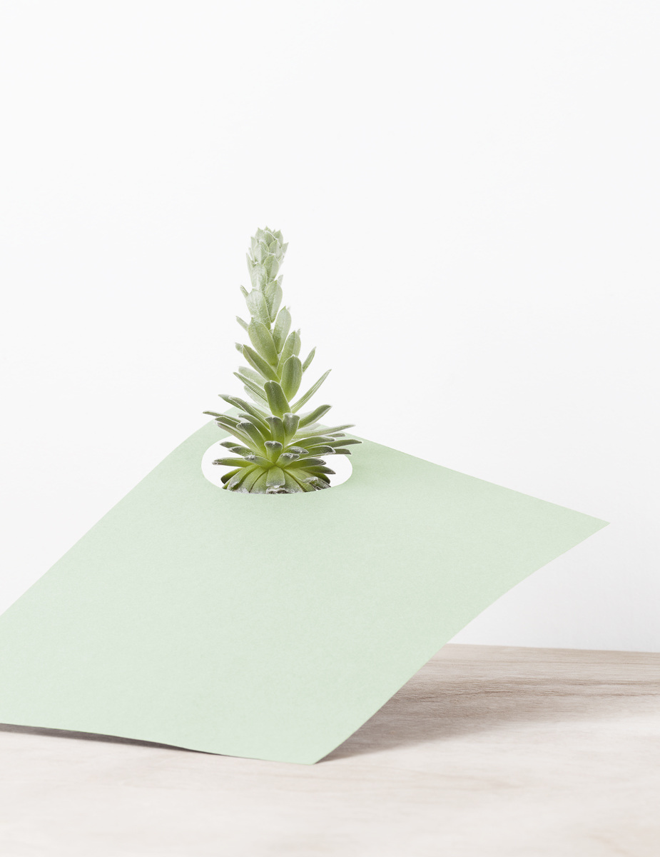 'paper/plant’ photography series